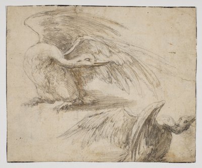Dois cisnes, recto (giz e desenho aquarelado) de Giovanni da Udine (after)