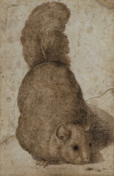 Um esquilo (caneta e tinta) de Giovanni da Udine (attr. to)