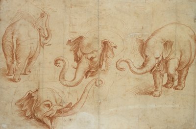 Quatro estudos de um elefante, início do século 16 de Giulio Romano