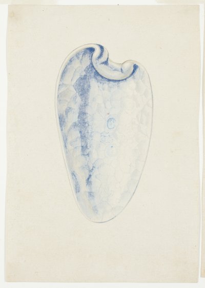 Descrição geral da concha alongada de lavanda de Giuseppe Grisoni