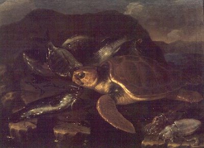 Natureza Morta com um Peixe e uma Tartaruga de Giuseppe Recco
