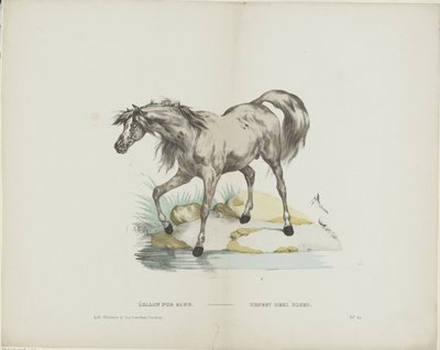 Étalon pur sangrava / Stallion sangue inteiro (título sobre o objecto) de Glenisson and Van Genechten
