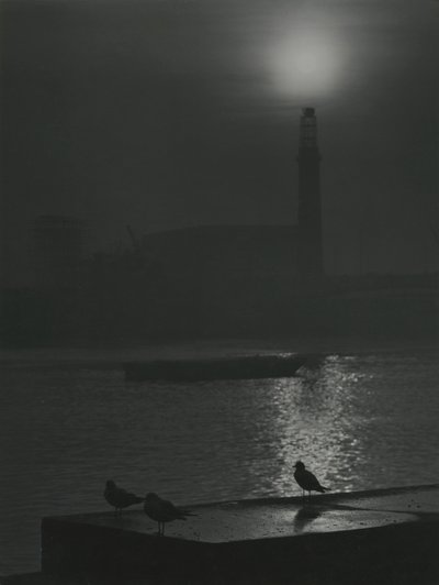 Silhuetas de gaivotas ao anoitecer junto ao rio Tamisa de Godfrey Macdominic