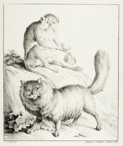 gato e macaco de Gottfried Engelmann