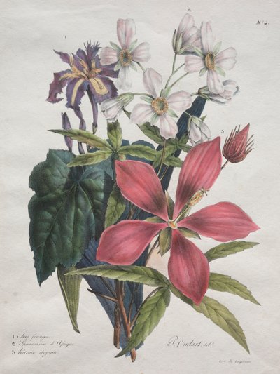Curso de História Natural, contendo as principais espécies do reino animal, 1825. de Gottfried or Godefroy Engelmann