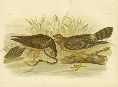 Harrier aliado ou Harrier manchado, 1891 de Gracius Broinowski