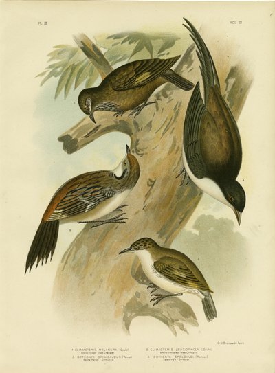 Trepadeira de cauda negra, 1891 de Gracius Broinowski