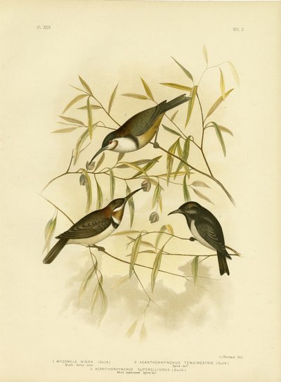Honeyeater preto, 1891 de Gracius Broinowski