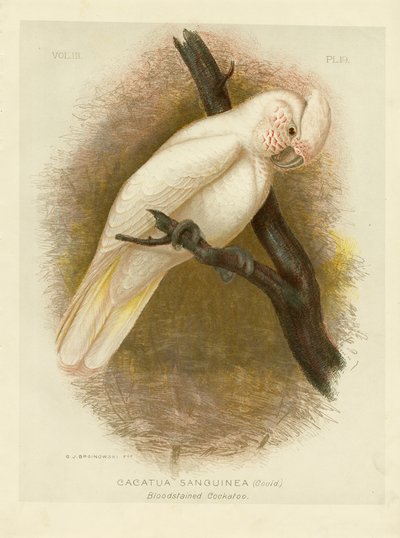 Cacatua manchada de sangue, 1891 de Gracius Broinowski