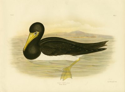 Ganso-castanho, 1891 de Gracius Broinowski