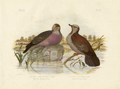 Bronzewing comum, 1891 de Gracius Broinowski
