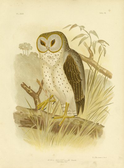 Coruja Delicada, 1891 de Gracius Broinowski