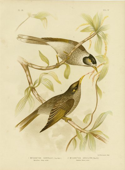 Honeyeater Garrulous Ou Noisy Miner, 1891 de Gracius Broinowski
