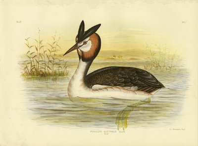 Grande Mergulhão-de-crista, 1891 de Gracius Broinowski