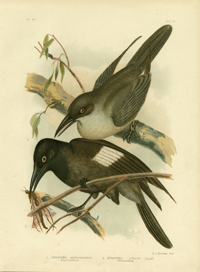 Corvo-Picanço Cinzento, 1891 de Gracius Broinowski