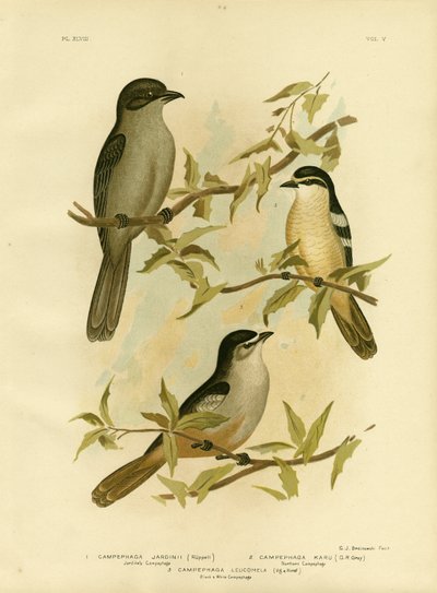 Jardines Campephaga ou Cicadabird comum, 1891 de Gracius Broinowski