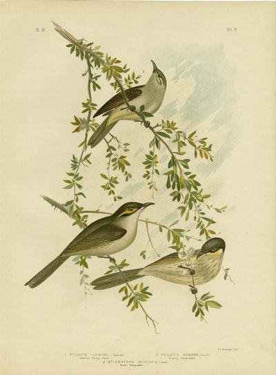 Lewin Honeyeater, 1891 de Gracius Broinowski