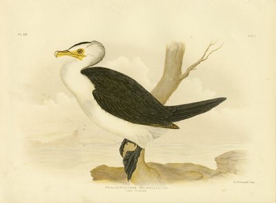 Pequeno Cormorão, 1891 de Gracius Broinowski
