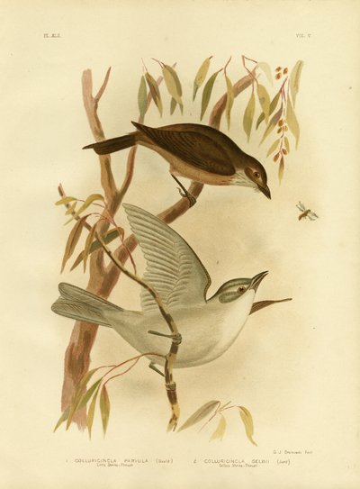 Pequeno Picanço-Thrush, 1891 de Gracius Broinowski