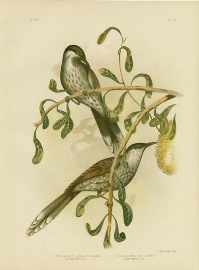 Wattlebird ou Little Wattlebird, 1891 de Gracius Broinowski