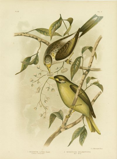 Honeyeater Luteous ou Mineiro Amarelo-Throated, 1891 de Gracius Broinowski