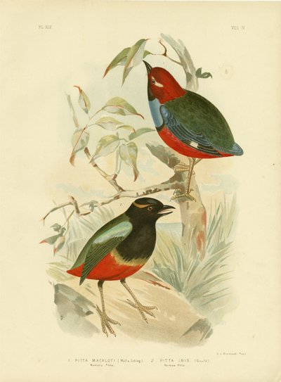 Macklot&39;S Pitta, 1891 de Gracius Broinowski
