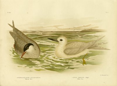 Marsh Tern, 1891 de Gracius Broinowski
