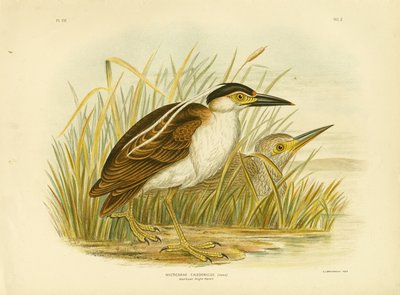 Garça-real de noite de Nankean ou Garça-real de Nankeen, 1891 de Gracius Broinowski