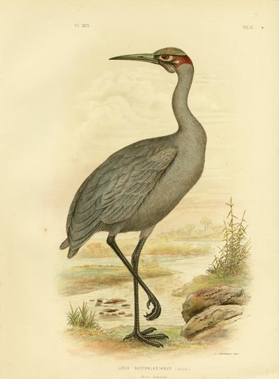 Companheiro nativo ou Brolga, 1891 de Gracius Broinowski