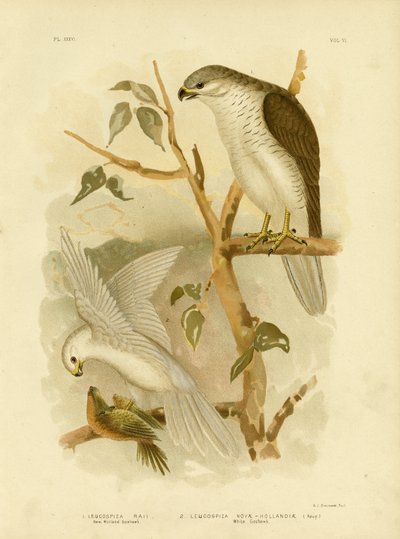 New Holland Goshawk, 1891 de Gracius Broinowski