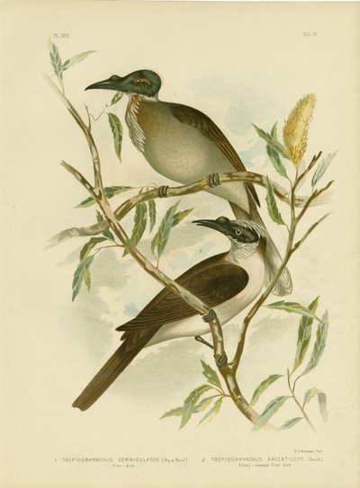 Noisy Friarbird, 1891 de Gracius Broinowski