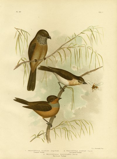 Olivaceous Thickhead ou Olive Whistler, 1891 de Gracius Broinowski