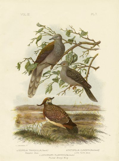 Pomba pacífica, 1891 de Gracius Broinowski