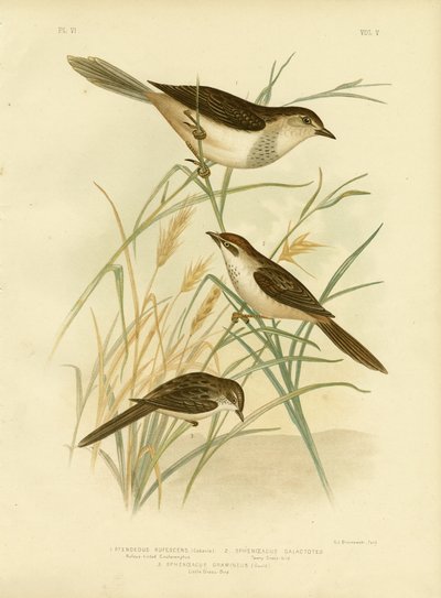 Cincloramphus Rufous-corado ou Rufous Songlark, 1891 de Gracius Broinowski