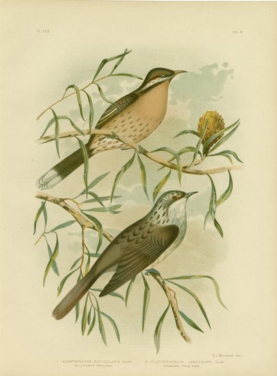 Honeyeater de Chee-espinhoso, 1891 de Gracius Broinowski