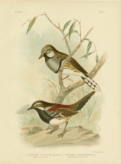 Mancha-do-chão, 1891 de Gracius Broinowski