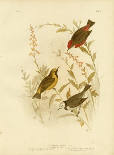 Tricolored Ephthianura, 1891 de Gracius Broinowski