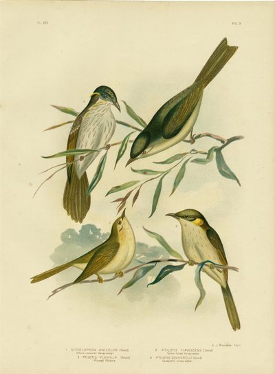 Honeyeater de cor uniforme ou Honeyeater branco-espantado, 1891 de Gracius Broinowski