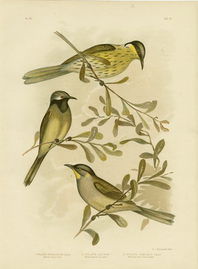 Honeyeater variado, 1891 de Gracius Broinowski