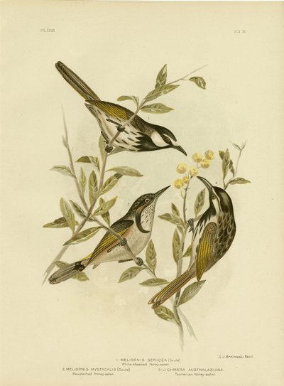 Honeyeater Branco-Cheeked, 1891 de Gracius Broinowski