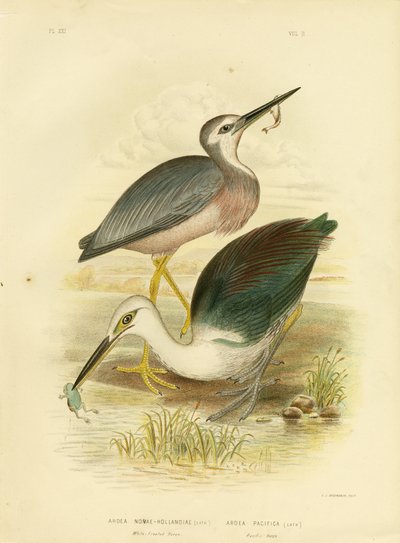 Garça-de-cara-branca, 1891 de Gracius Broinowski