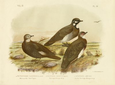 Pombo-da-rocha Branco-Quilled, 1891 de Gracius Broinowski