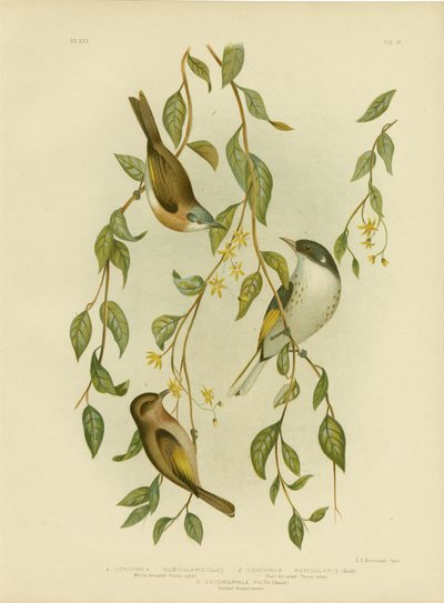 Honeyeater Branco-Throated, 1891 de Gracius Broinowski