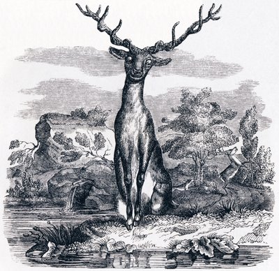 O veado a olhar para si mesmo na água (Le cerf se voyant dans l