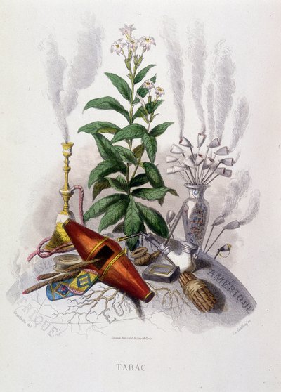 Planta do tabaco e utensílios para fumar - em "Flores animadas" de Grandville de Grandville