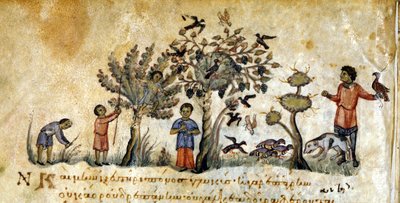 Caça com falcões para capturar aves - em "De Venatione", de Oppianus, manuscrito grego do século XIII. Biblioteca Marciana. Veneza de Greek School