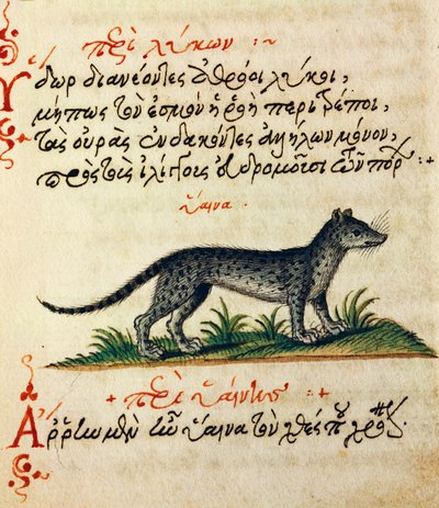 Tratado sobre Hiena, teste e miniatura de De animalium natura et proprietate libellus, de Aelianus (Século 2-3 d.C.) de Greek School