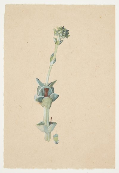 Estudo de uma flor de Gudrun Traustedt