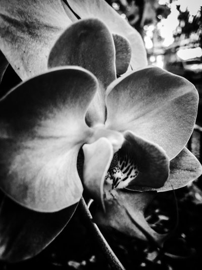 Flor nº 11, 2025 (foto) de Guilherme Pontes