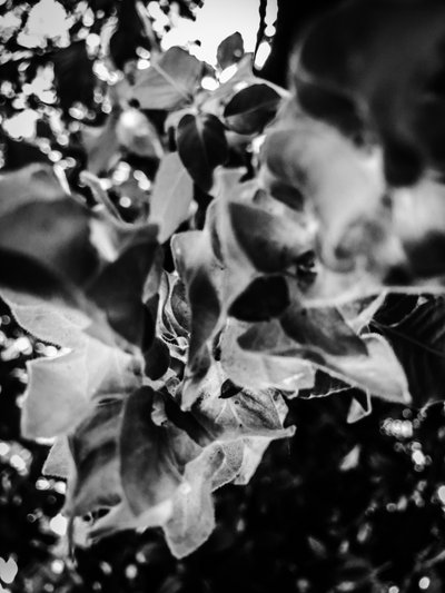 Flor nº 12, 2025 (foto) de Guilherme Pontes